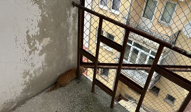 Edirne'de kullanılmayan binanın yangın merdiveninde mahsur kalan kedi yavrusu kurtarıldı