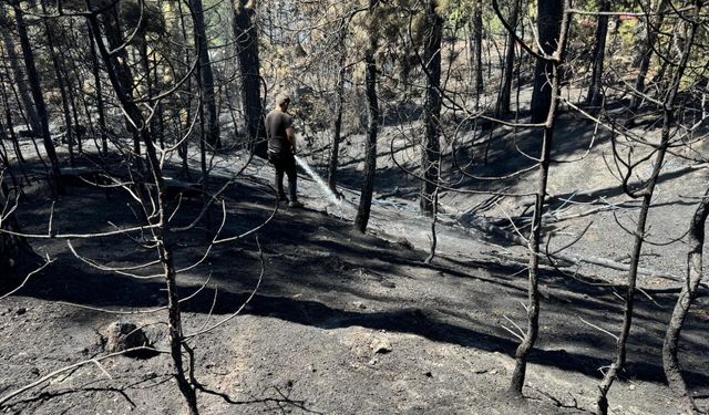 GÜNCELLEME - Bursa'da ormanlık alanda çıkan yangın kontrol altına alındı