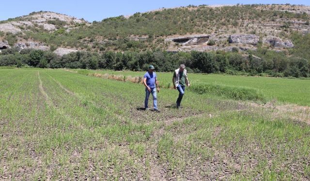 İl Tarım ve Orman Müdürü Bayazıt tarım alanlarında incelemede bulundu