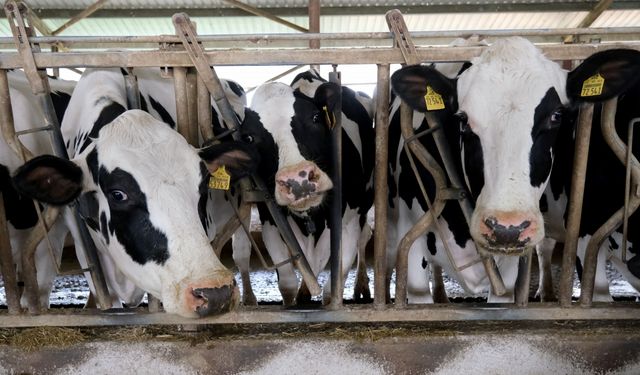 Kırklareli'nde embriyo transfer çalışmasıyla süt üretiminin arttırılması hedefleniyor