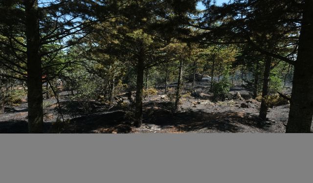 Kırklareli'nde ormanlık alana sıçrayan anız yangını söndürüldü