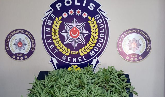 Konya'da evinin bahçesinde Hint keneviri yetiştiren şüpheli tutuklandı