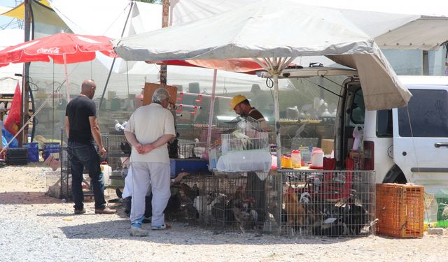 Kuş meraklıları hafta sonları Sakarya'da kurulan pazarda buluşuyor