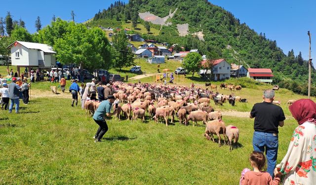 Sakarya'da besiciler rengarenk süsledikleri hayvanlarını şenlik havasında yaylaya çıkarıyor