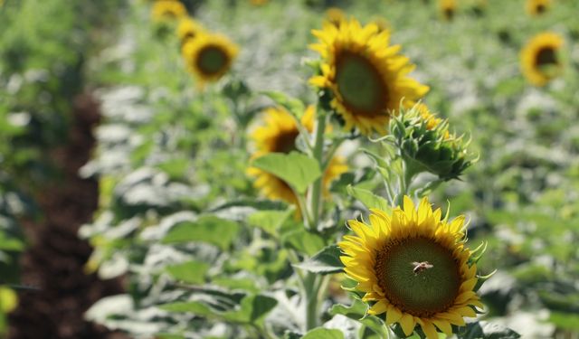 Trakya'da ayçiçeği üreticisi gözünü yağışa dikti