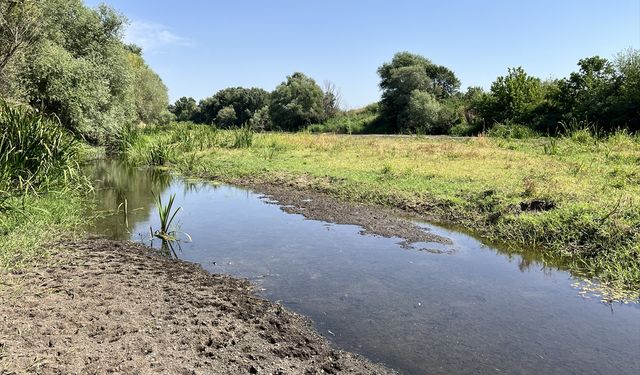 Tunca Nehri'nin debisinin düşmesi çeltik üreticilerini olumsuz etkiliyor