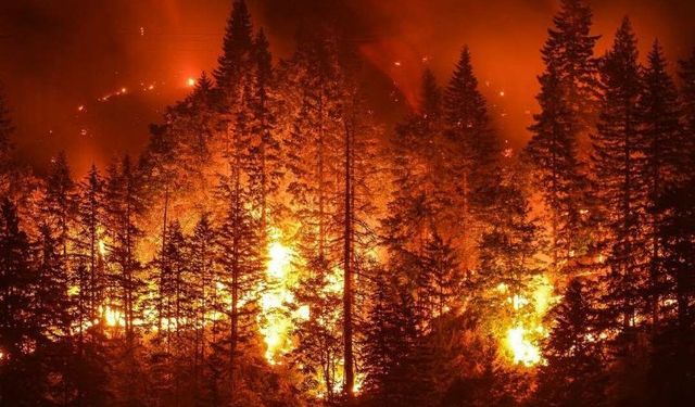 Bursa İtfaiyesi'nden orman yangınlara karşı duyarlılık çağrısı