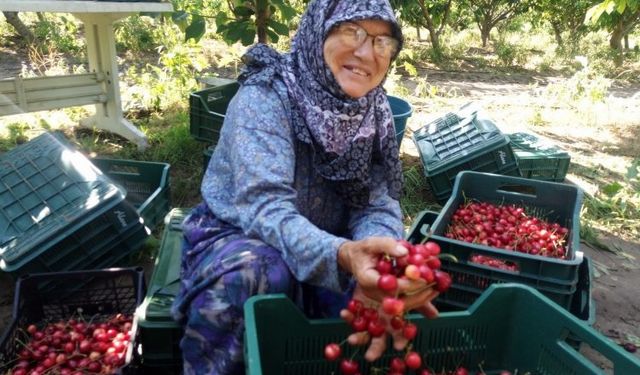 Çeribaşı Kiraz Hasat Şenliği bugün yapılacak