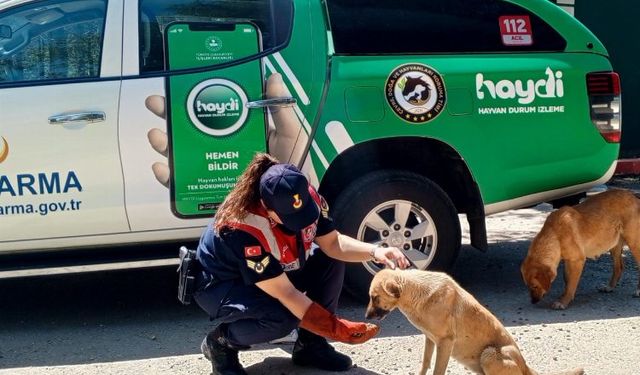 Edirne Jandarma Komutanlığı yaz sıcaklarında can dostları unutmuyor