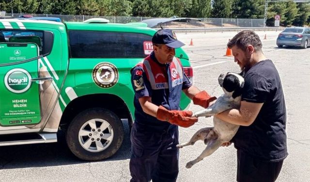 Havsa'da jandarma yaralı köpeği kurtardı