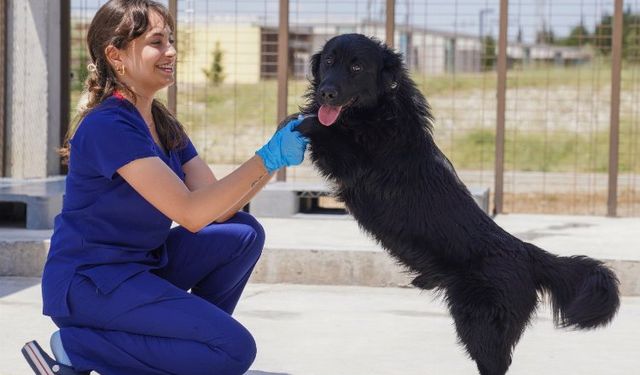 İzmir’deki barınaklardan 500 köpek sahiplendirildi