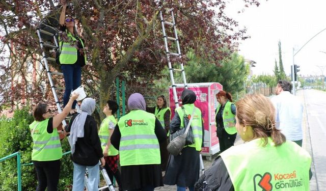 Kocaeli göüllüleri dalından toplayarak sevgilerini de kattılar