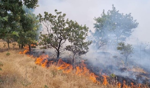 Manisa'da ormanlık alanı tehdit eden yangın