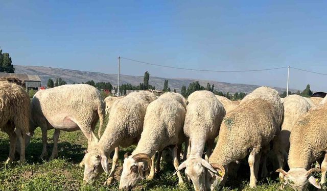30 dekar maydanoz tarlasında koyunlar otluyor