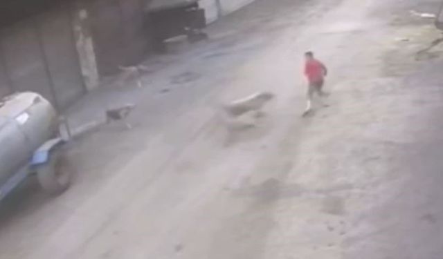 Adana’da 14 yaşındaki çocuk başıboş köpeklerin saldırısına uğradı