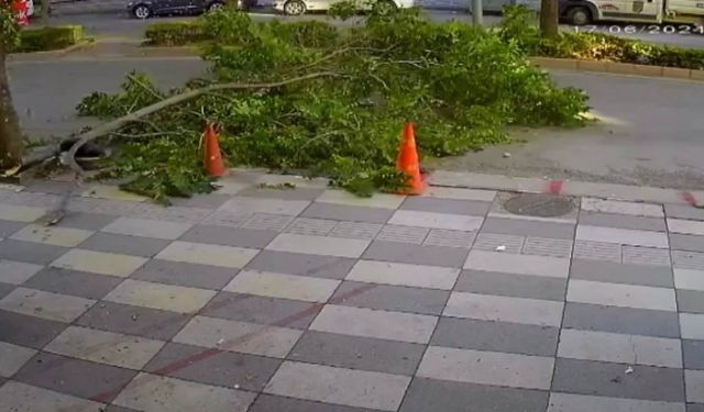 Ağacın kırılan dalı yola devrildi, faciadan dönüldü