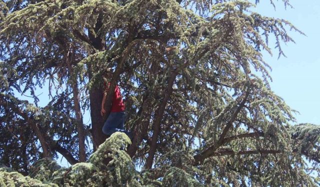 Ağacın tepesine tırmandı, ’Belediye başkanı beni dinlemedi’ diyerek intihara kalkıştı