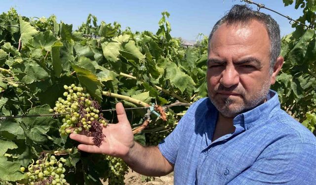 Alaşehir’de aşırı sıcaklar üzüm tanelerini  yaktı