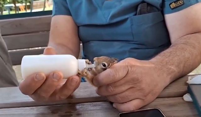 Anne şefkati ile büyütülen yavru sincaplar doğaya salındı