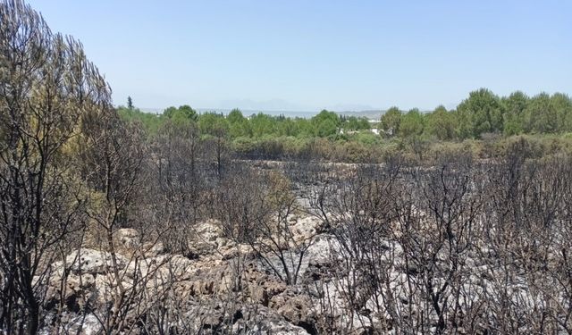 Antalya’da orman yangınında 2 hektar alan zarar gördü
