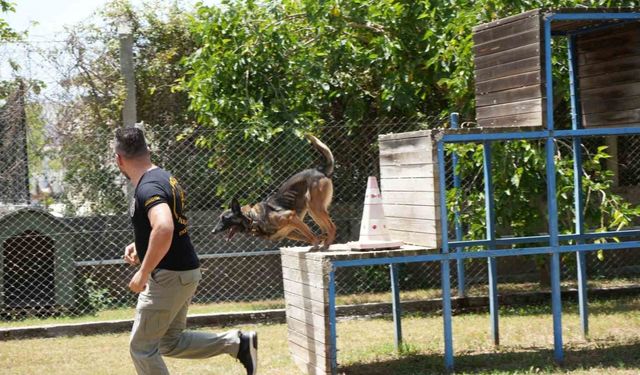 Antalya’da para ve madde kokusuna duyarlı köpekler operasyonların kurtarıcısı