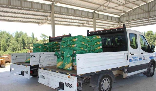 Antalya’da üreticiye silajlık mısır tohumu desteği sürüyor