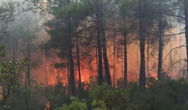 Arazide çıkan yangın ormana sıçradı, 25 dekar alan yandı