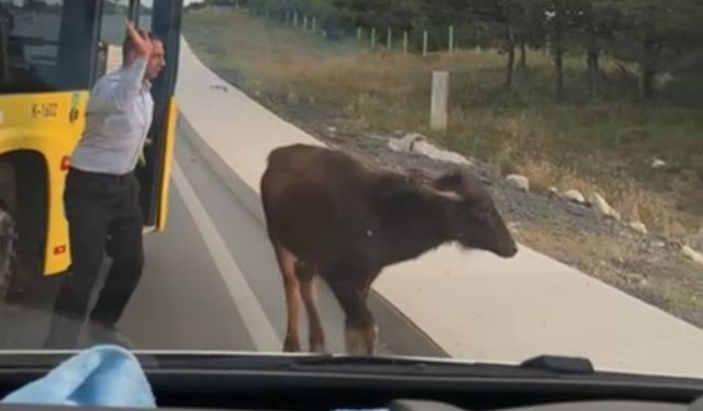 Arnavutköy’de yola çıkan manda yavrusu trafiği birbirine kattı