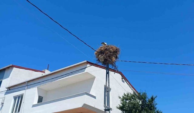 Avcılar’da yıllardır aynı direğe yuva yapan ’Hacı Leylek’ mahallenin maskotu oldu