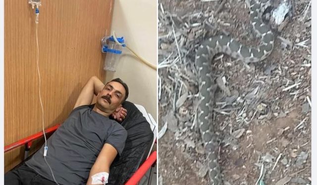 Aydın’da yılanın ısırdığı şahıs hastaneye kaldırıldı