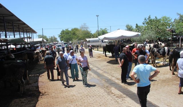 Aydın’daki hayvan pazarında bu yıl durgunluk yaşanıyor