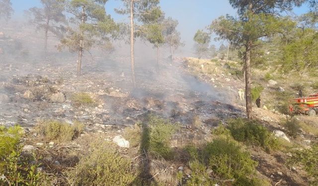 Bayramiç’teki yangında 5 hektar alan zarar gördü