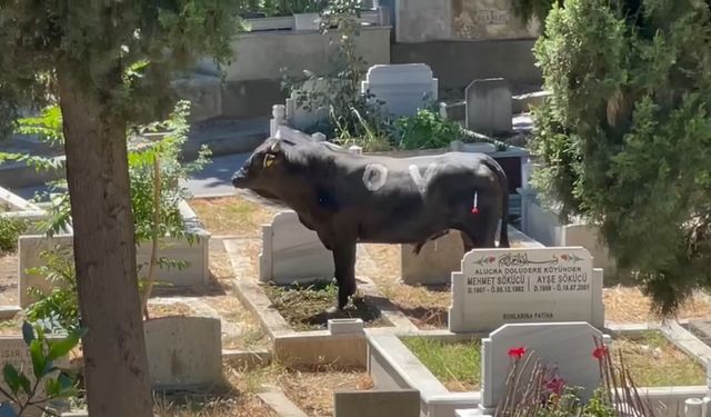 Beyoğlu’nda kızgın boğa mezarlığa daldı: İki kişiyi yaraladı, kabir ziyaretine gelenler çıkartıldı