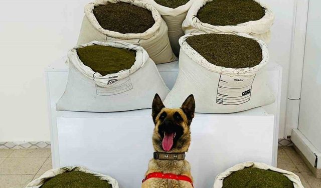 Bingöl’de araziye gizlenmiş 150 kilo uyuşturucu madde ele geçirildi