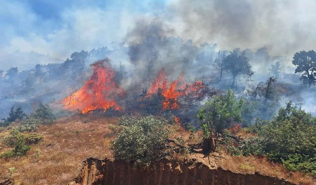 Bingöl’ün 2 ilçesinde orman yangını çıktı: Ekipler seferber oldu
