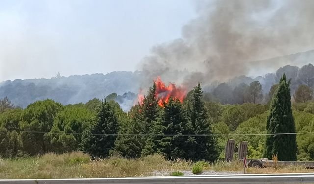 Bornova’da orman yangını