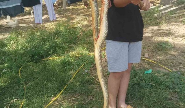 Bursa’da 2 metrelik dev yılan korkuttu