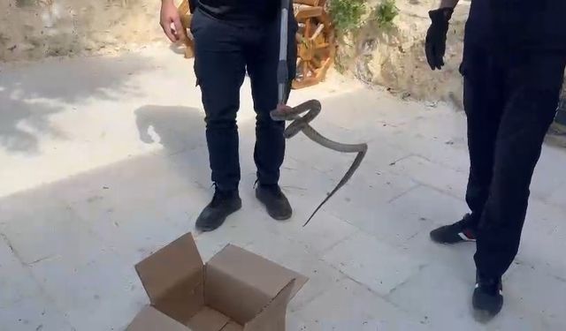 Cami avlusuna giren yılan, itfaiye ekipleri tarafından yakalandı