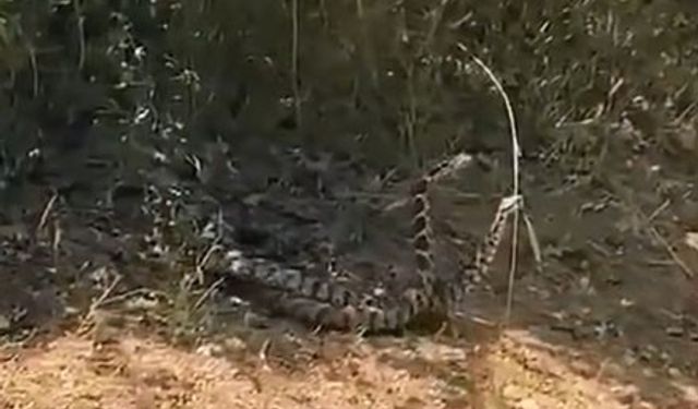 Çanakkale’de yılanların dansı görüntülendi