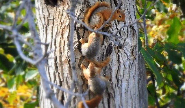 Ceviz ağacındaki sincap ailesinin mutlu halleri görüntülendi