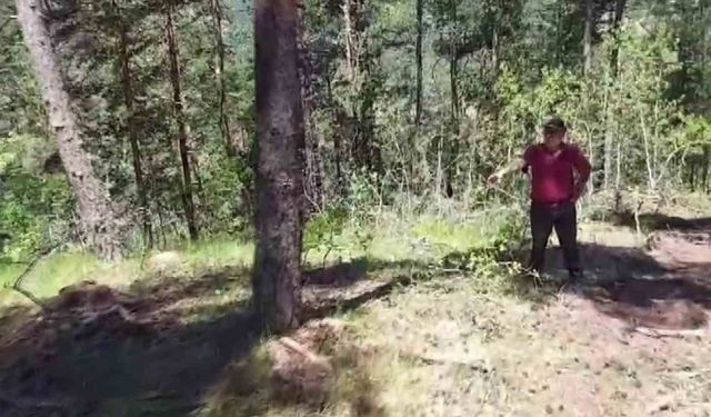 Damgasız ağaçları kestiği iddia edildi, "İstersen Valiyi çağır lan" dedi