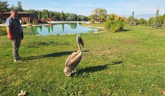 Denizli’de günde yaralı 40 kuşa yardım ediliyor