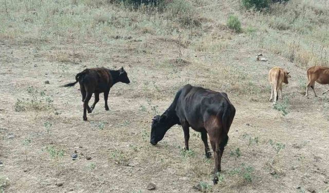Derecik’te kayıp inekler 4 gün sonra bulundu