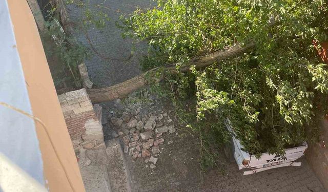 Diyarbakır’da fırtınada ağaç kamyonetin üstüne devrildi