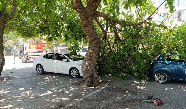 Dut ağacının kırılan dalı otomobillerin üzerine düştü