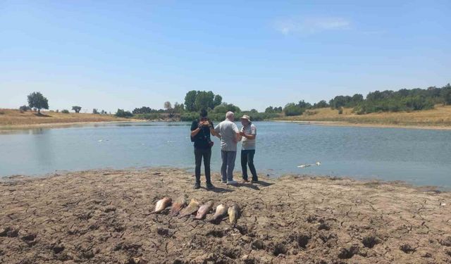Edirne’de toplu balık ölümleri ile ilgili soruşturma başlatıldı