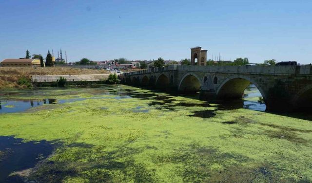 Edirne’de Tunca Nehri yeşile büründü