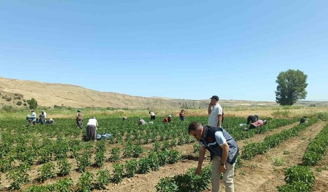 Elazığ’da 40 dekarlık alanda sebze hasadı