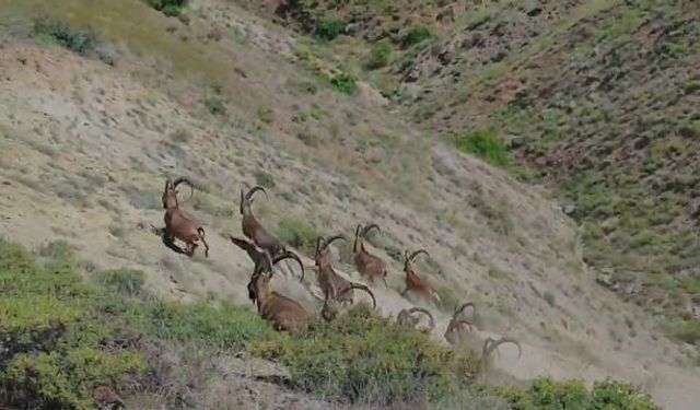 Elazığ’da koruma altında bulunan çengel boynuzlu dağ keçileri görüntülendi