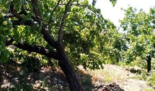 Elazığ’da şiddetli rüzgar kayısı ağaçlarını yerinden söktü, bahçelere zarar verdi